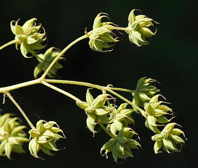 Thalictrum_revolutum_fruits.jpg