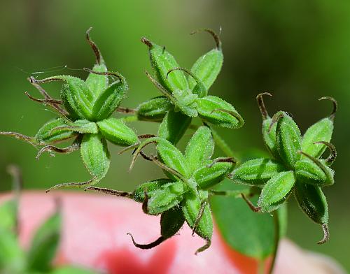 Thalictrum_revolutum_fruits1.jpg