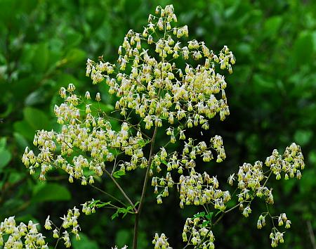 Thalictrum_revolutum_inflorescence.jpg