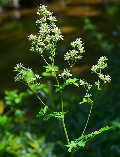 Thalictrum_revolutum_inflorescence2.jpg