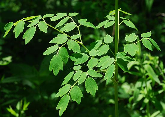 Thalictrum_revolutum_leaf.jpg