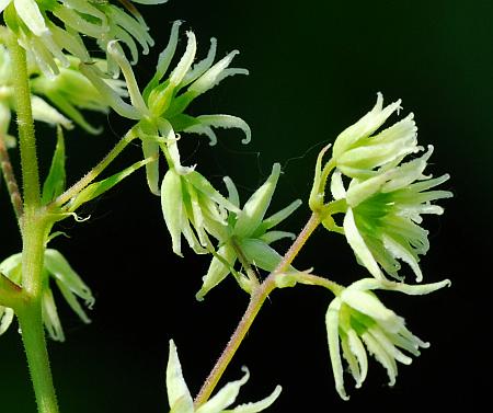 Thalictrum_revolutum_pistillate.jpg