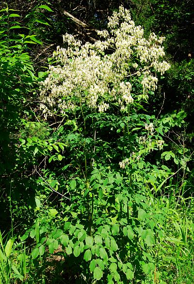 Thalictrum_revolutum_plant.jpg