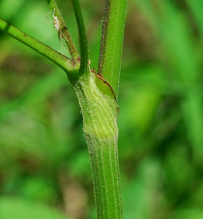 Thalictrum_revolutum_stem.jpg