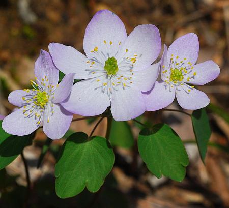Thalictrum_thalictroides_inflorescence2.jpg