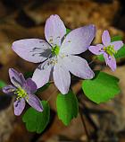 Thalictrum thalictroides thumbnail