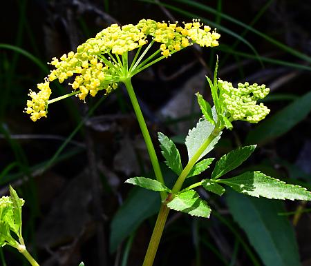 Thaspium_barbinode_inflorescence.jpg