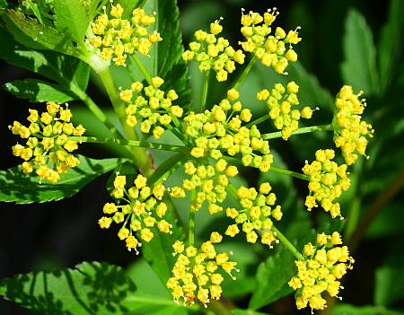 Thaspium_barbinode_inflorescence2.jpg