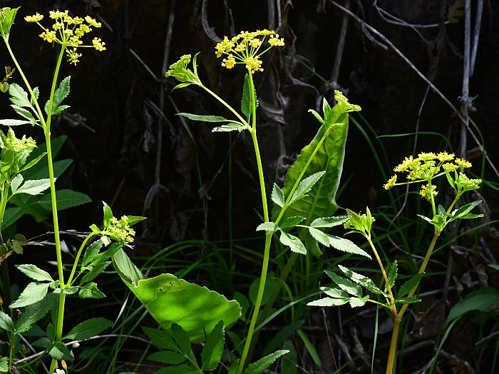 Thaspium_barbinode_plant.jpg