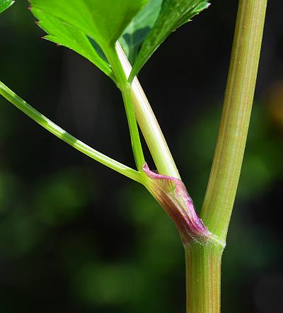 Thaspium_barbinode_stem.jpg