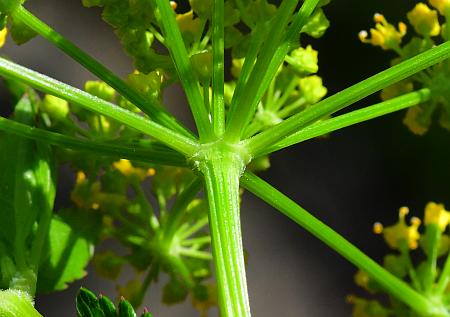 Thaspium_barbinode_umbel.jpg