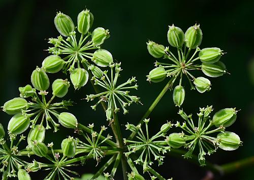 Thaspium_chapmanii_fruits1.jpg