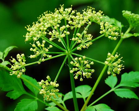 Thaspium_chapmanii_inflorescence.jpg