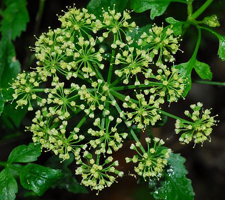 Thaspium_chapmanii_inflorescence2.jpg