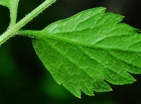 Thaspium_chapmanii_leaf2.jpg