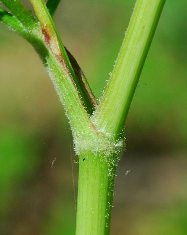 Thaspium_chapmanii_stem.jpg