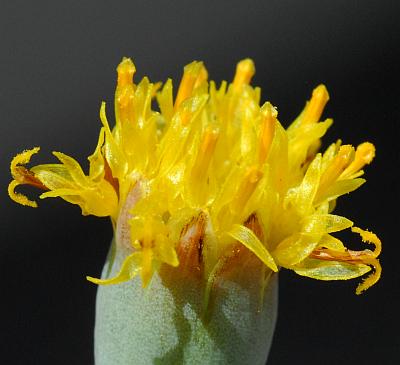 Thelesperma_megapotamicum_florets.jpg