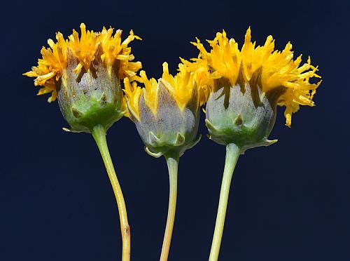 Thelesperma_megapotamicum_heads.jpg