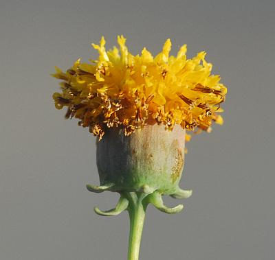 Thelesperma_megapotamicum_involucre.jpg