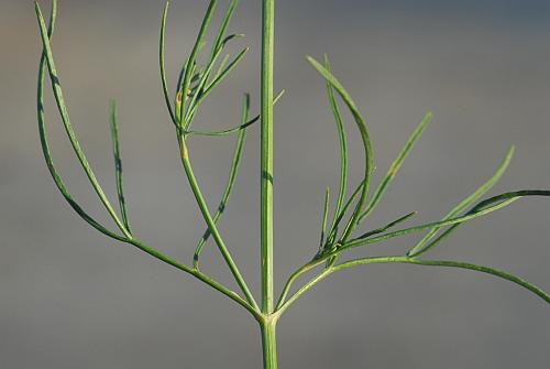 Thelesperma_megapotamicum_leaves.jpg