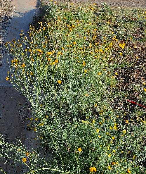 Thelesperma_megapotamicum_plant.jpg