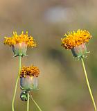 Thelesperma megapotamicum thumbnail