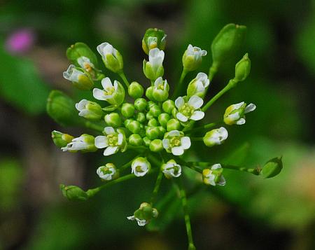 Thlaspi_alliaceum_flowers2.jpg