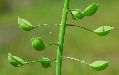 Thlaspi_alliaceum_fruit2.jpg