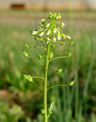 Thlaspi_alliaceum_inflorescence.jpg