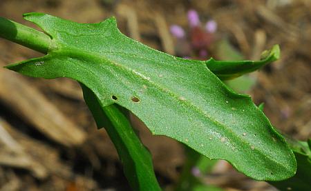 Thlaspi_alliaceum_leaf2.jpg