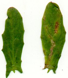 Thlaspi_alliaceum_leaves.jpg