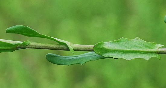 Thlaspi_alliaceum_leaves2.jpg