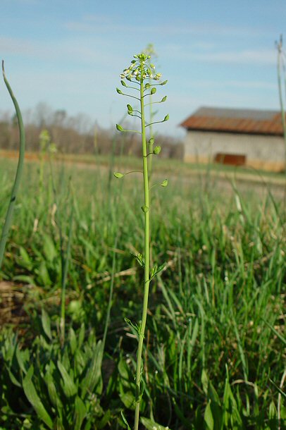 Thlaspi_alliaceum_plant.jpg