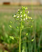 Thlaspi alliaceum thumbnail