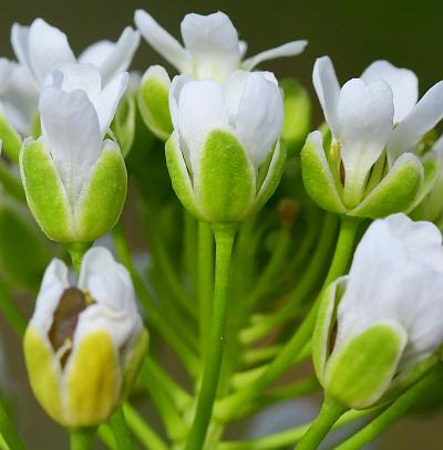 Thlaspi_arvense_calyces.jpg