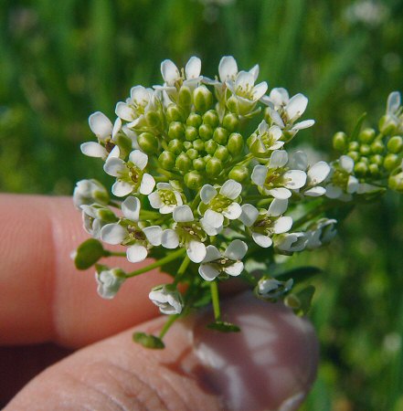 Thlaspi_arvense_flowers.jpg