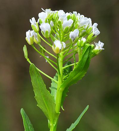 Thlaspi_arvense_inflorescence.jpg