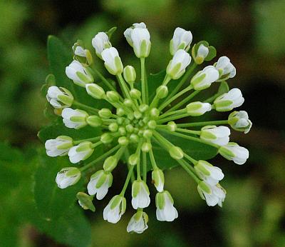 Thlaspi_arvense_inflorescence2.jpg