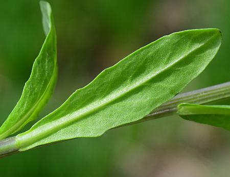 Thlaspi_arvense_leaf2.jpg