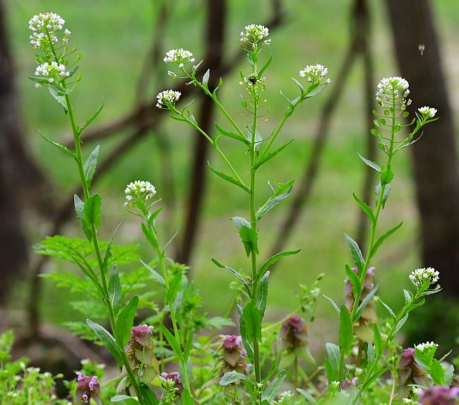 Thlaspi_arvense_plant.jpg