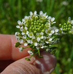 Thlaspi arvense thumbnail