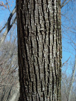 Tilia_americana_bark.jpg