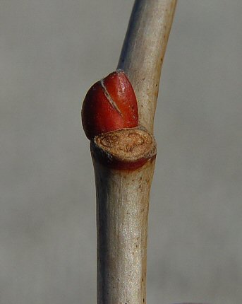 Tilia_americana_bud.jpg