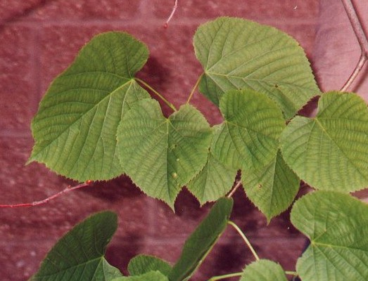 Tilia_americana_leaves.jpg