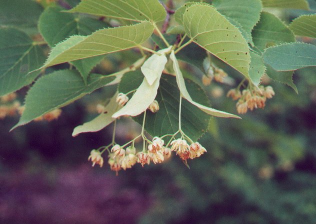 Tilia_americana_plant.jpg