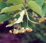 Tilia americana thumbnail