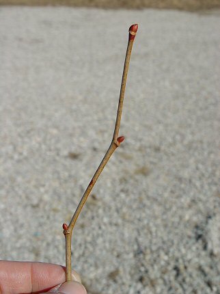 Tilia_americana_twig.jpg