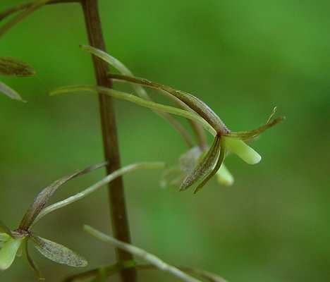 Tipularia_discolor_flower.jpg