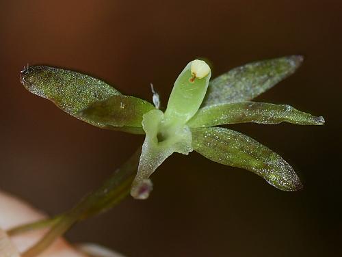 Tipularia_discolor_flower1.jpg