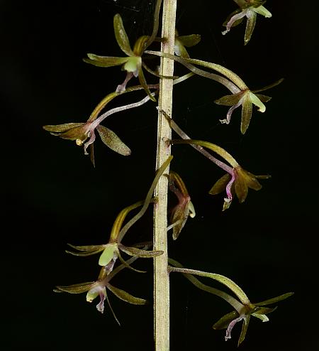 Tipularia_discolor_inflorescence1.jpg